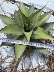 アガベモンタナ大株55センチ - メルカリ