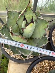 アガベ チタノタ x-rays オテロイ 斑入り bb 錦 多肉植物 - メルカリ