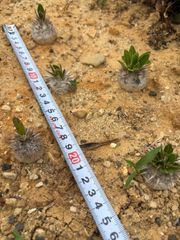 自家採種した超新鮮な パキポディウム 恵比寿大黒 の種子100粒 - メルカリ