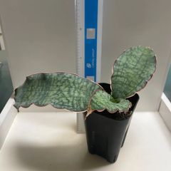 多肉植物 サンスベリア キルキーシルバーブルー(大＊レア) 抜き苗
