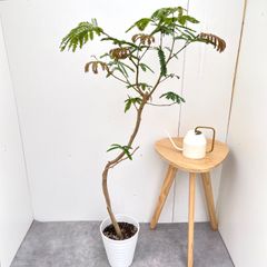 初入荷】ネムノキ サマーチョコレート 8号鉢 165cm｜現品｜希少 大型
