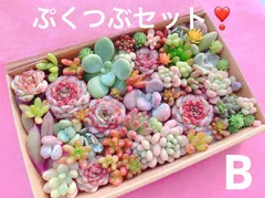 今季出品あとわずか 次回未定❣️B クーポンあり❣️レッベルベット盛り❣️ぷくつぶセット　❣️寄せ植えセット　レッドベルベット　ロココ　エケベリア　カット苗　ピンク多肉　多肉弁当　美人　エケベリア　セダム　パキフィツム　チーズ　韓国苗入り