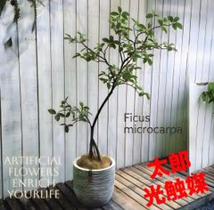 超希少✨アメリカハナズオウ 【ルビーフォールズ】現品発送 - メルカリ