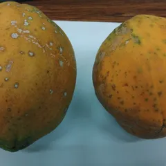 黄色パパイヤ（完熟） 約1.5kg 奄美群島産のサムネイル