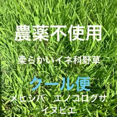 農薬不使用　フレッシュ 旬野草　柔らかい野草ミックス　生牧草　リクエストにお応えいたします　　クール便６０サイズのサムネイル