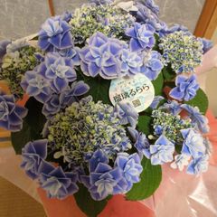 【大特価‼️】紫陽花5鉢セット売り‼️希少‼️八重咲　ピンク　ブルー※鉢ごと発送‼️ 大特価‼️】紫陽花5鉢セット売り‼️希少‼️八重咲 ピンク ブルー※鉢