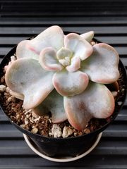 可愛い！！ 多肉植物 ラブリーローズ錦 虹斑 繁殖苗 抜き苗 - メルカリ