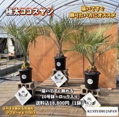 ココスヤシ鉢植え 10株セット(4号鉢x9,5号鉢x1) - メルカリ