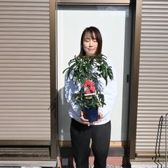 【♪余剰苗特売市♪】富貴蘭　藤井羆（総ルビー根） ♪余剰苗特売市♪】富貴蘭 藤井羆（総ルビー根） - メルカリ
