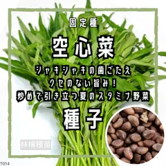 【固定種】空心菜の種 約40粒 ｜ エンサイ 暑さに強い 生育旺盛 シャキシャキ食感  野菜の種 家庭菜園 夏野菜 水耕栽培もOK