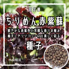 【固定種】ちりめん赤しその種 約40粒 ｜ 梅干し作り しそジュース 薬味 香りが強い  野菜の種 家庭菜園 プランター栽培