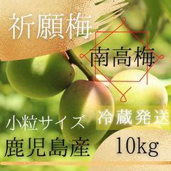 鶯宿梅】青梅 10キロ 鹿児島産 M〜L混合 冷蔵便 栽培期間中農薬不使用