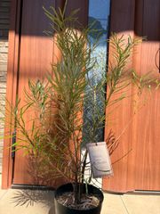 蕾いっぱい♡ グレビレア ラナマリー 鉢植え 苗 オージープランツ