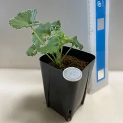 多肉植物　コーデックス　ペラルゴニウム　ミラビレ(実生＊レア)  抜き苗　根付きのサムネイル