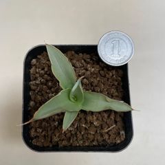 多肉植物 サンスベリア ダンシングドラゴン(レア) 抜き苗 根付き