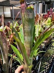 ホヘンベルギア エドムンドイ① 抜き苗 タンクブロメリア 観葉植物