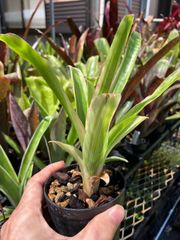 早い者勝ち☆特価☆自家増殖株】 フォークイエリア プルプシー 鉢ごと