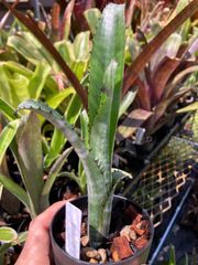 ビルベルギア ゲルダ Billbergia 'Gerda'（horrida v. tigrina×amoena
