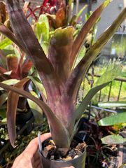 ホヘンベルギア エドムンドイ① 抜き苗 タンクブロメリア 観葉植物