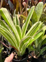 【開花相当株】エクメア ガモセパラ ラッキーストライプス (斑入り) Aechmea gamosepala 'Lucky Stripes' キンクマ農園☆A0013のサムネイル