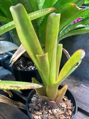 エクメア ブランチェチアナータ Aechmea blanchetiana キンクマ農園☆A0016のサムネイル