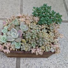 7番 寄せ植えセット 詰め合わせ 多肉植物 姫秋麗 匿名配送 ¥670 - メルカリ