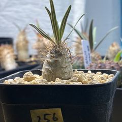 塊根植物】パキポディウム グラキリス 鉢ごと発送 送料無料 #256