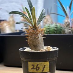 塊根植物】パキポディウム グラキリス 鉢ごと発送 送料無料 #256