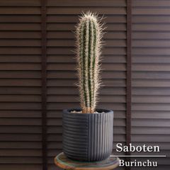 メルカリ便発送‼︎　デスメティアーナ縞斑　鉢付き発送‼︎ ユッカ デスメティアーナ Yucca Desmetiana 7号 陶器鉢 0219NV - メルカリ