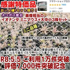 ご利用1万件＊評価7千件突破記念＊感謝特価＊ネコポス匿名＊ミニ品種＊チランジア イオナンタ ミニマウス＊シングル大中小3株セット販売980円＊Tillandsia ionantha Mini Mouse＊お一人様1セット限り＊エアプランツ＠フラワーショップ江口のサムネイル