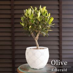 ユッカ デスメティアーナ Yucca Desmetiana 7号 陶器鉢 0219NV - メルカリ