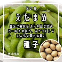 【固定種】枝豆の種 20粒 ｜ 甘みが強い 白大豆 育てやすい 支柱いらず 野菜の種 家庭菜園 プランター栽培 コンパニオンプランツ
