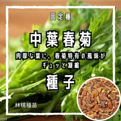 【固定種】中葉春菊の種 約100粒 ｜ 香り高い 摘み取り収穫 長く楽しめる  春菊の種 家庭菜園 プランター栽培 鍋料理のサムネイル
