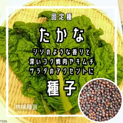【固定種】高菜の種 約100粒 ｜ 高菜漬け 炒め物 おにぎりの具 丈夫で育てやすい 無農薬栽培 自家採種が可能 野菜の種 家庭菜園 プランター栽培