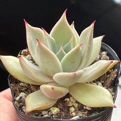 リンゼアナxざわわ 抜き苗 多肉植物 5㌢ポット おらいさん - メルカリ