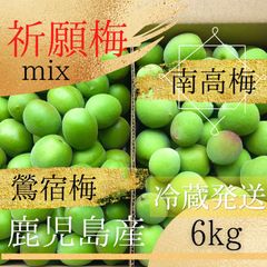鶯宿梅】青梅 10キロ 鹿児島産 M〜L混合 冷蔵便 栽培期間中農薬不使用