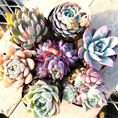 多肉植物 エケベリア 実生苗 7種セット om105 抜き苗