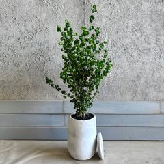 パンダガジュマル 天然苔 盆栽仕立て 陶器鉢 植え込み発送 - メルカリ