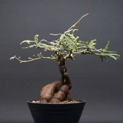 オペルクリカリア ヒファエノイデス 挿木 大株 引き取り割有 - メルカリ