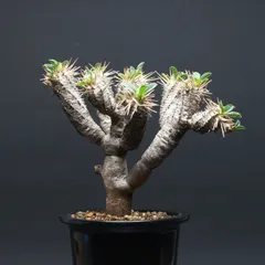 ユーフォルビア ギラウミニアナ "Euphorbia guillauminiana" 管理2671のサムネイル