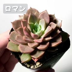 多肉植物 メロン錦♡抜き苗 - メルカリ