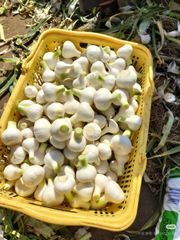 【販売予定】Lau ゆうがお 食用かんぴょう 販売予定】Lau ゆうがお 食用かんぴょう - メルカリ