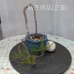 【盆栽】赤松No.219のサムネイル