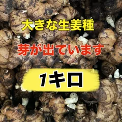 芽が出ています‼️生姜種1キロ  ‼️すぐに植え付け可能のサムネイル