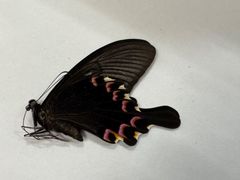 蝶標本｠沖縄県産 ナガサキアゲハ 1ペア - メルカリ
