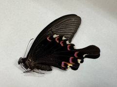 蝶標本 クロアゲハ （赤紋発達型） - メルカリ