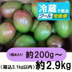 紫5-1】約4.7kg グリーンマンゴー 青マンゴー マンゴー 摘果マンゴー