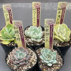 2026年最新】多肉 植物 抜き 苗の人気アイテム - メルカリ