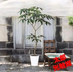 光触媒 人工観葉植物 ウォールグリーン フェイクグリーン ブラッサイア