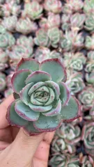 新入荷　シルエット　鮮やかな105苗セット　土と根付き　多肉植物　エケベリア　セダム　韓国苗　詰め合わせ　寄せ植え　X994